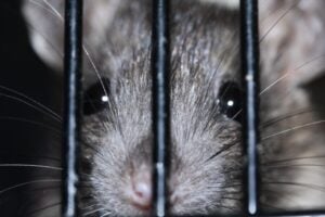 Rat behind bars